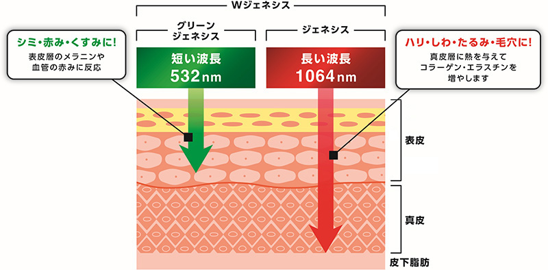 グリーンジェネシス（532nm）とジェネシス（1064nm）の波長と肌への作用を示す図